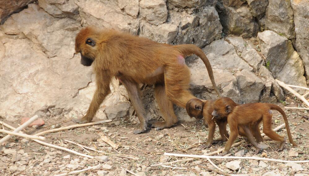 The Red Baboon is the smallest of baboons